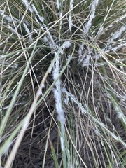 Stemmatomerinx acircula