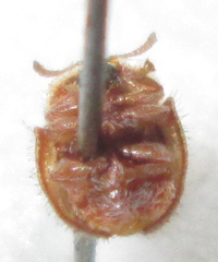 Trichaspis tomentosa