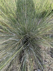 Stemmatomerinx acircula