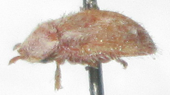 Trichaspis tomentosa