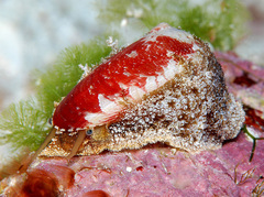 Stomatella auricula