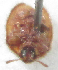 Trichaspis tomentosa