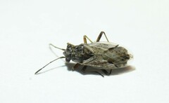Nysius ericae