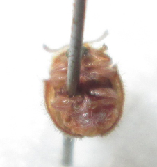 Trichaspis tomentosa