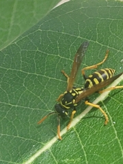 Polistes dominula