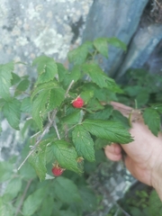 Rubus sachalinensis