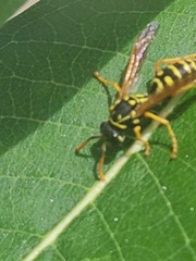 Polistes dominula
