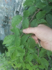 Rubus sachalinensis