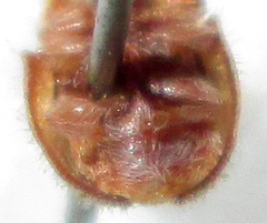 Trichaspis tomentosa