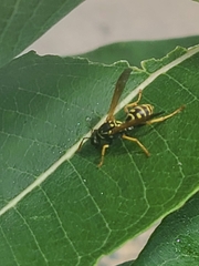 Polistes dominula