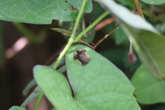 Cyrtonota lateralis