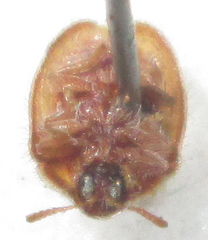 Trichaspis tomentosa