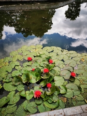 Nymphaea rubra