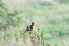 Sphenoeacus afer afer