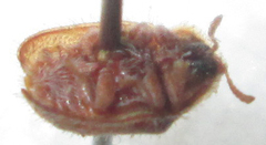 Trichaspis tomentosa