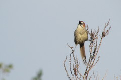 Sphenoeacus afer afer