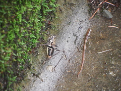 Paratlanticus ussuriensis