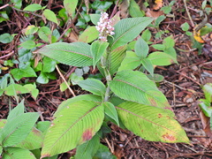 Koenigia campanulata