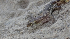 Tropiocolotes hormozganensis