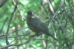Turdus migratorius