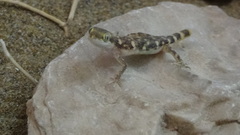 Tropiocolotes hormozganensis