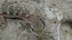 Tropiocolotes hormozganensis