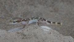 Tropiocolotes hormozganensis