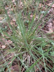 Piptochaetium pringlei