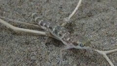 Tropiocolotes hormozganensis