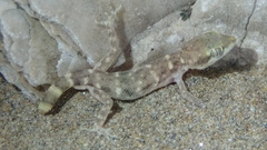 Tropiocolotes hormozganensis