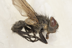 Pollenia angustigena