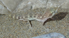 Tropiocolotes hormozganensis