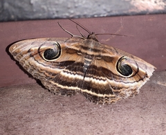Spirama retorta