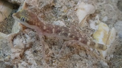 Tropiocolotes hormozganensis