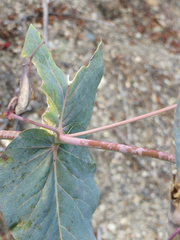 Asclepias cordifolia