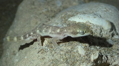 Tropiocolotes hormozganensis