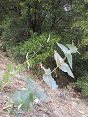 Asclepias cordifolia