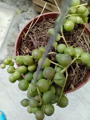 Curio rowleyanus