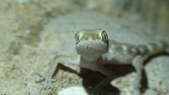 Tropiocolotes hormozganensis