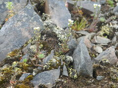 Draba alpina