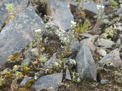 Draba alpina