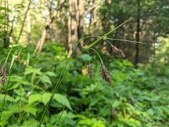 Carex atratiformis