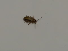 Xanthogaleruca luteola