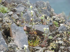 Draba alpina