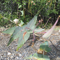 Asclepias cordifolia
