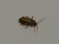 Xanthogaleruca luteola
