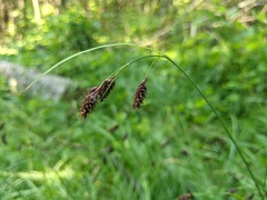 Carex atratiformis