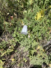 Codonopsis clematidea