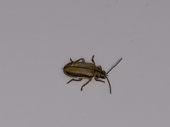 Xanthogaleruca luteola