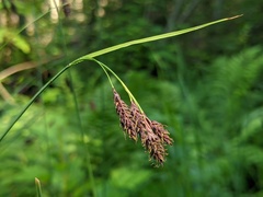 Carex atratiformis